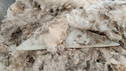 Wool clip contamination sparks AWEX campaign relaunch