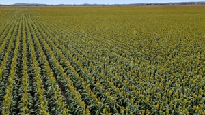Top quality inner Darling Downs cultivation opportunity | Video