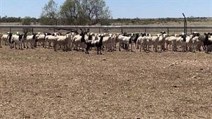 Sheepmeat value to reach $4.4 billion, ABARES forecasts