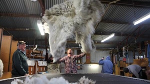 Wool prices will go up as global incomes rise, ABARES tips
