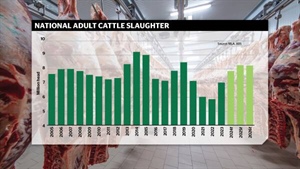 Why the cattle processing bottlenecks from lack of labour did not eventuate