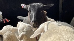 SAFEMEAT says sheep eID standards need more work before sign off