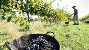 National taskforce to help stricken winegrape growers