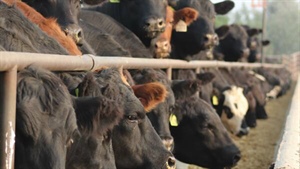 Processor cows in hot demand as US chases grinding beef