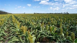 Top quality north west farming property sells for $4589/acre
