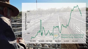 Hold your nerve: restocker sentiment is now the cattle market swing factor