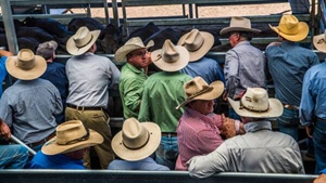 The pens of cattle and sheep where you'll find the market less turbulent