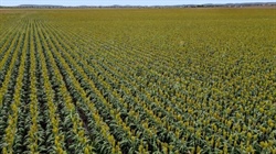 Top quality inner Darling Downs cultivation opportunity | Video