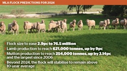 MLA tips flock will decline in 2024 amid record lamb production