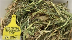 Hay market looks for lead for high quality crop