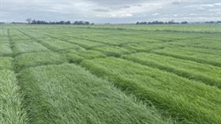 Upgraded Forage Value Index includes quality rating for perennial ryegrass