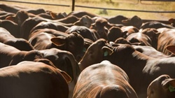 Rebuild or liquidation: What are beef producers really planning for 2024?