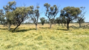CPC increases capacity with sweet Barcoo River grazing country