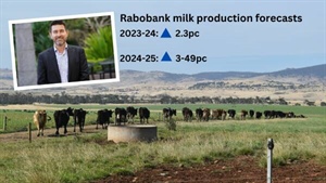 Rabobank upbeat about Australian dairy, forecasting jump in milk production