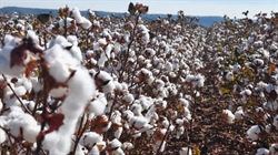 Large areas of WA's irrigation country opened up for cotton