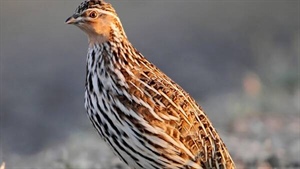 Full quail season will open in Victoria from Saturday