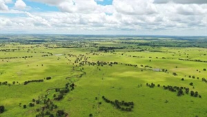 Pamaroo delivers 11,000 acres of high performance bullock country