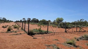 Scale exclusion fenced sheep, goat breeding aggregation | Video