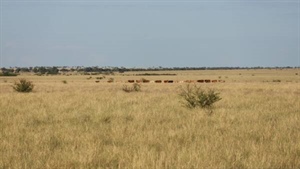 Quality 4000 head cattle opportunity on the Landsborough Highway