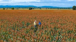 Fertile, black loamy creek flat soils for any high value crop