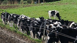 Prices crash as Chinese export dairy heifer market slumps