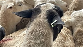 Sheep eID funding details state-by-state