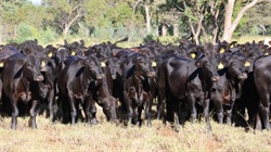 Well watered South West Queensland country delivers scale | Video