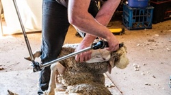 Shearer and wool classer qualifications under review