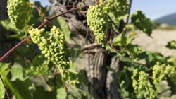 New varieties, best practice behind wine's future sustainability