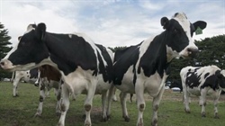 'Dark clouds on the horizon': insider tips milk price could drop 25%