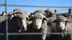 Live sheep trade to be banned within years, industry transition package announced