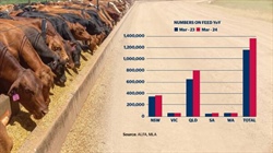 Record numbers of cattle on feed and why it will likely be broken again