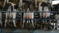 Threat to mastitis treatment Mastalone with proposed registration change