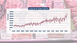 Lamb exports hit another high note