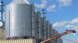 The tiny grain pest growers need to watch out for