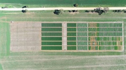 New biofungicide offers non chemical option