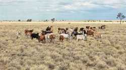 Highly productive exclusion fenced breeding and fattening country