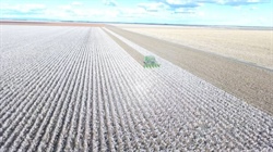 'Blue chip' properties in demand as rural market continues to boom