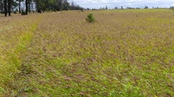 Buffel grass factory Broadmarsh estimated to run 750 steers