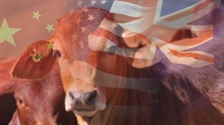 US and China make every decision of beef exporters a gamble at the moment