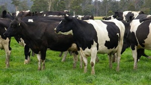Warakirri set bolster dairy portfolio in Australia and New Zealand