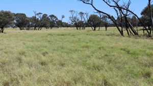 AAM's large-scale central west Mt Harden aggregation on the market | Video