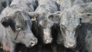 If you're in cattle, this is the category you want to be selling right now
