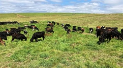 Tasmania's dairy heartland up for sale as Woolnorth upheaval continues