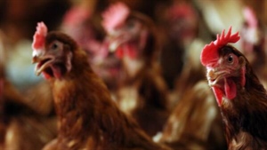 Agribusiness buzz in brief: Chicken market review, Domino's, StockCo, Rex