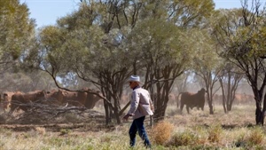 Greenies push to call buffel grass a weed: Key election issue in the north