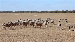 Peake family offers 688ha farm for sale after 100 years