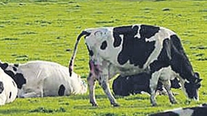 Coutts appointed chair-elect of Fonterra Mainland Group board
