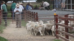 It's the climb: Lamb prices strong and rising amid pre-winter supply dip