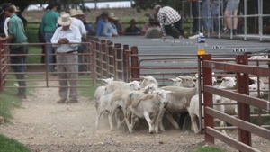 It's the climb: Lamb prices strong and rising amid pre-winter supply dip